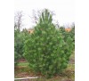 Сосна черная австрийская (Аustriaca) С3
